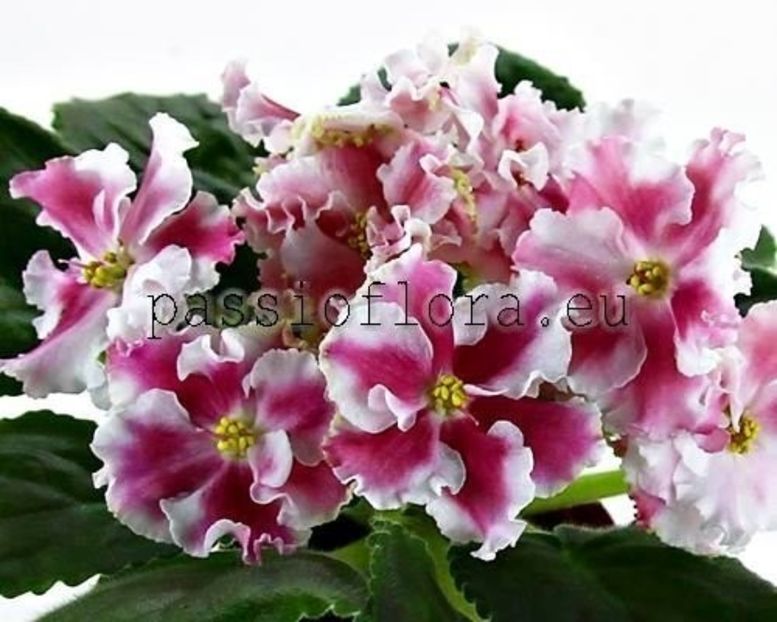 Poză net - KO Orlovchanka