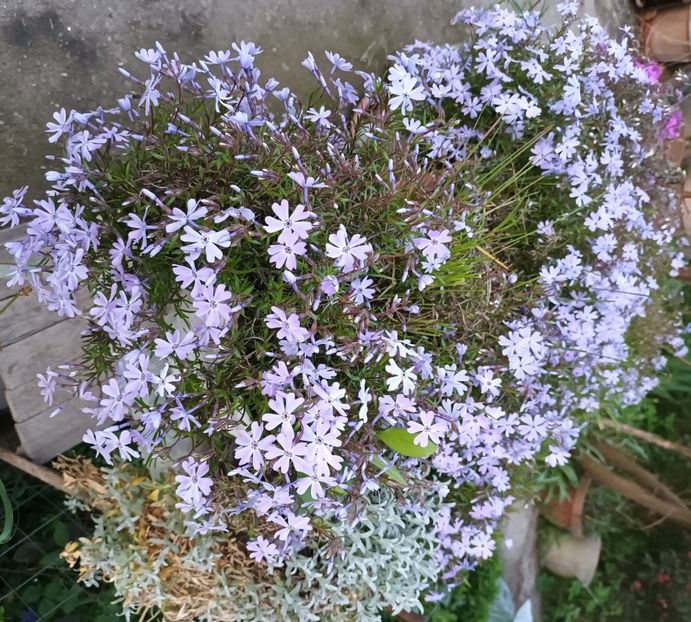 Uite-o!! - A mea dulce Mary