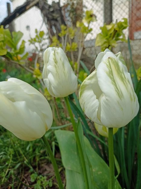 27.04 - gradina 2023