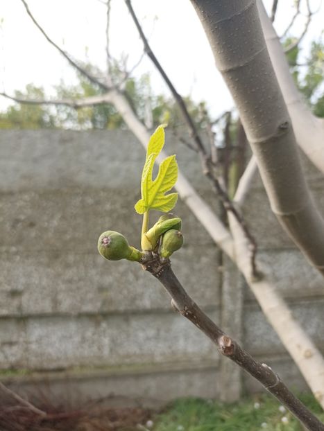 27.04 - gradina 2023