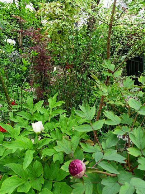 Hubbs Red Willow - Arțari