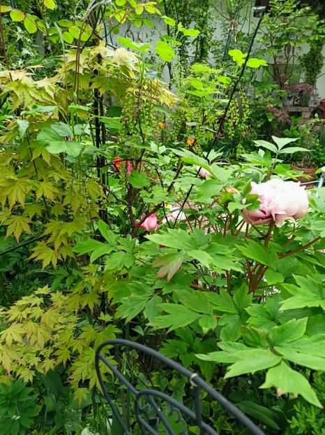 Orange Dream - Arțari