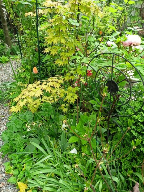 Orange Dream - Arțari