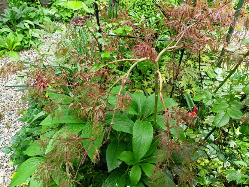 Hana Matoi - Arțari