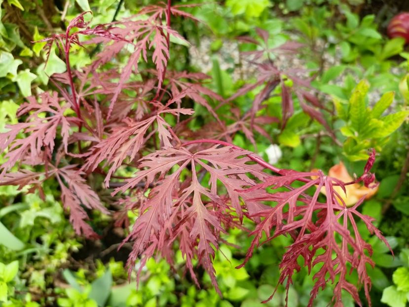 Firecracker - Arțari