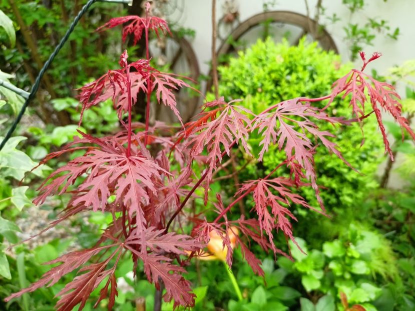 Firecracker - Arțari