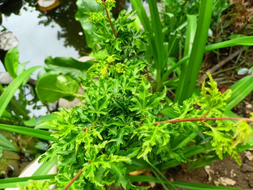 Shishigashira - Arțari