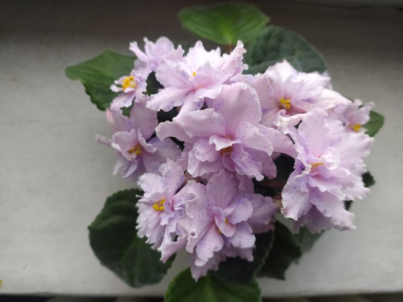 27 aprilie 2023 - Fantasy Fiesta