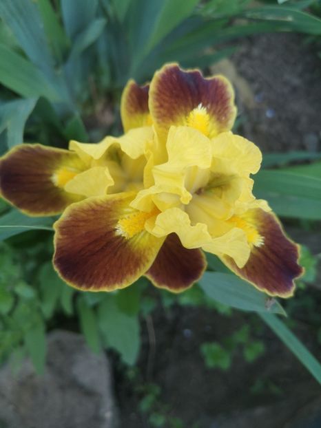 iris water colour 40cm-7lei - Irisi disponibili