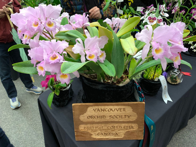  - Vancouver Orchid Society Show and Sale