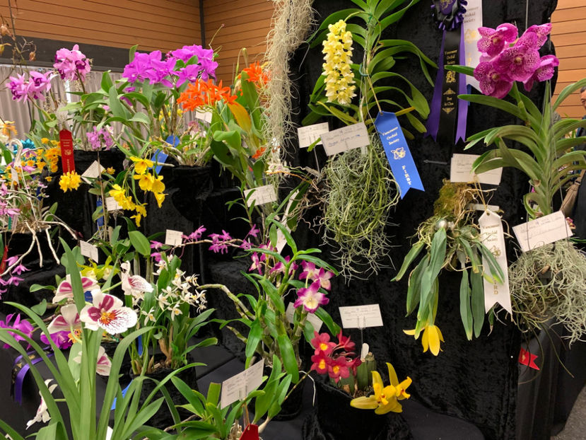  - Vancouver Orchid Society Show and Sale