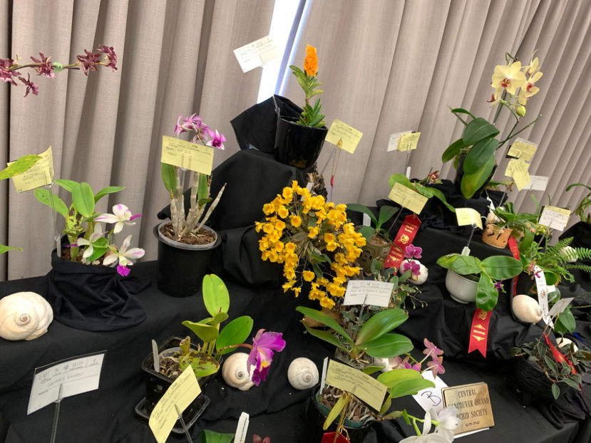  - Vancouver Orchid Society Show and Sale