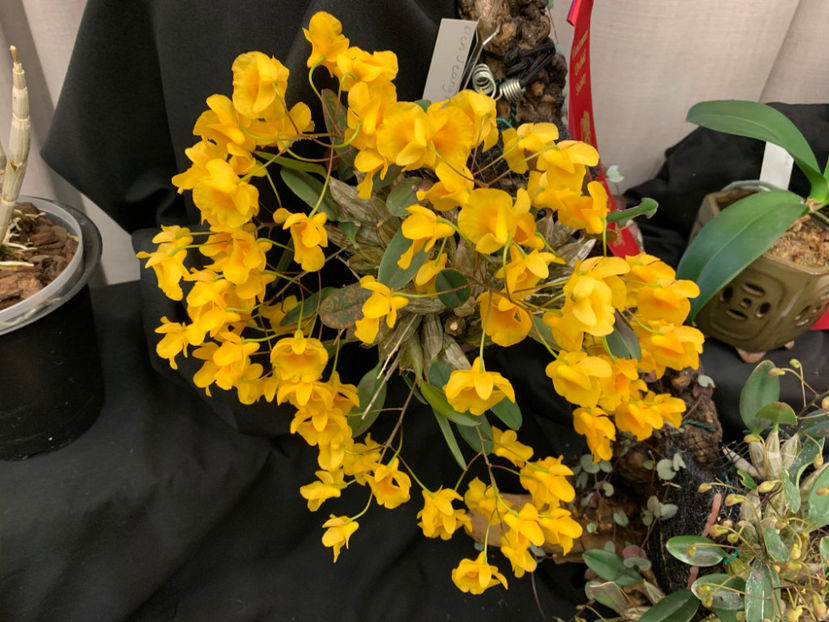  - Vancouver Orchid Society Show and Sale