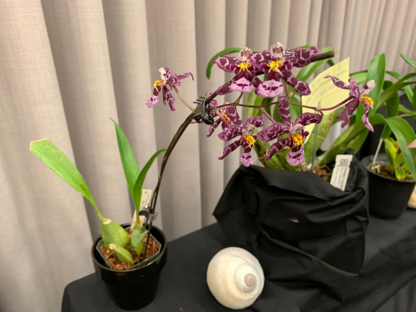  - Vancouver Orchid Society Show and Sale