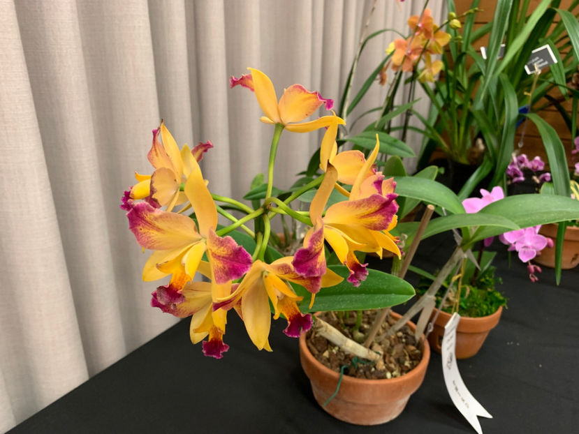  - Vancouver Orchid Society Show and Sale