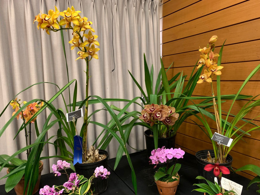  - Vancouver Orchid Society Show and Sale