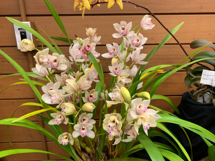  - Vancouver Orchid Society Show and Sale