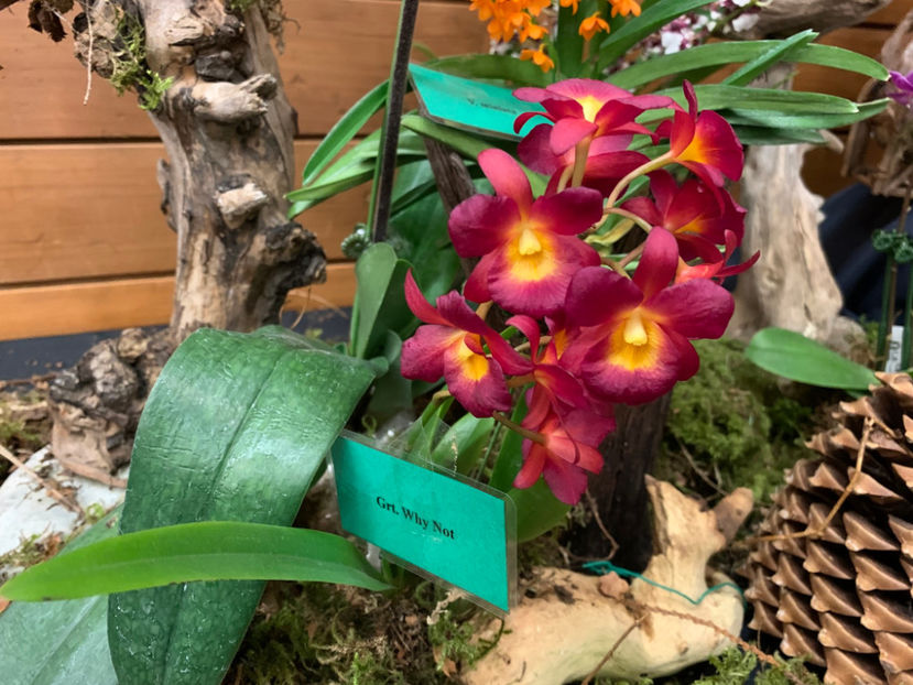 - Vancouver Orchid Society Show and Sale