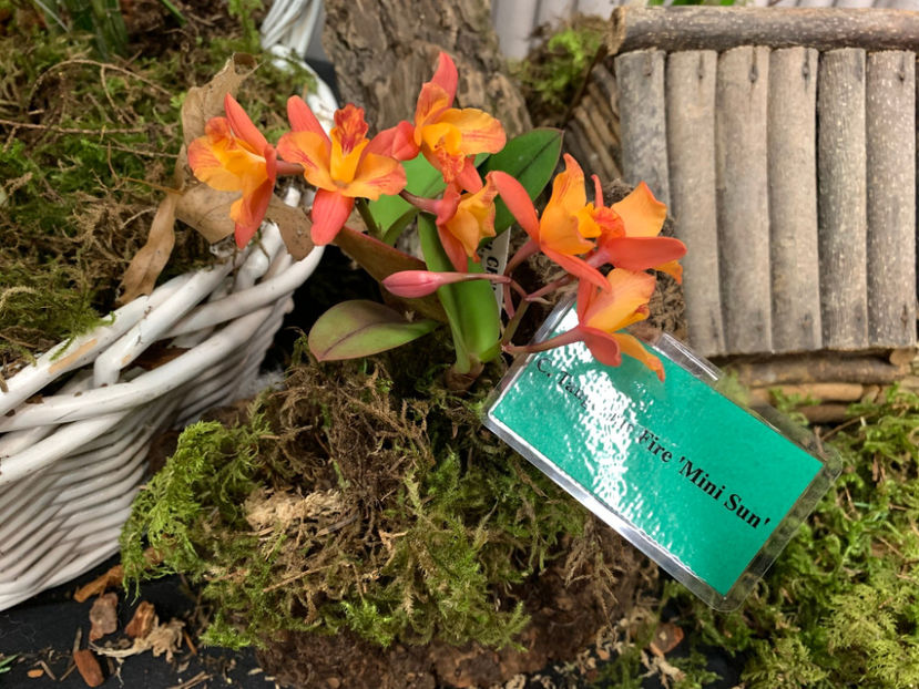  - Vancouver Orchid Society Show and Sale