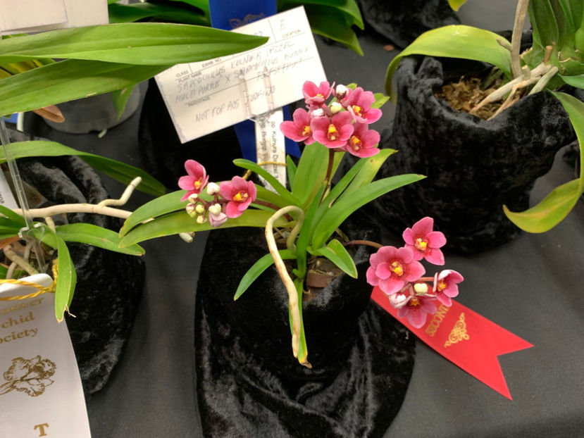  - Vancouver Orchid Society Show and Sale