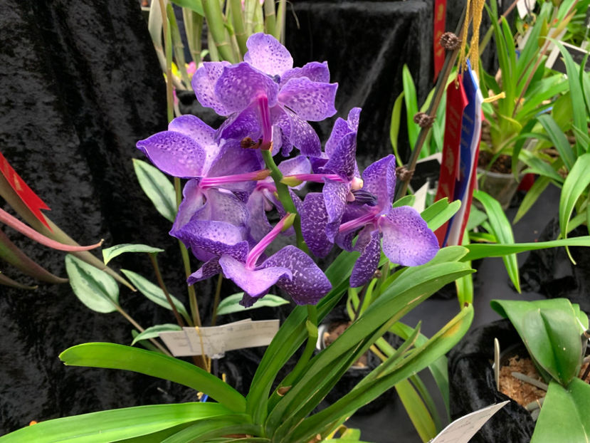  - Vancouver Orchid Society Show and Sale
