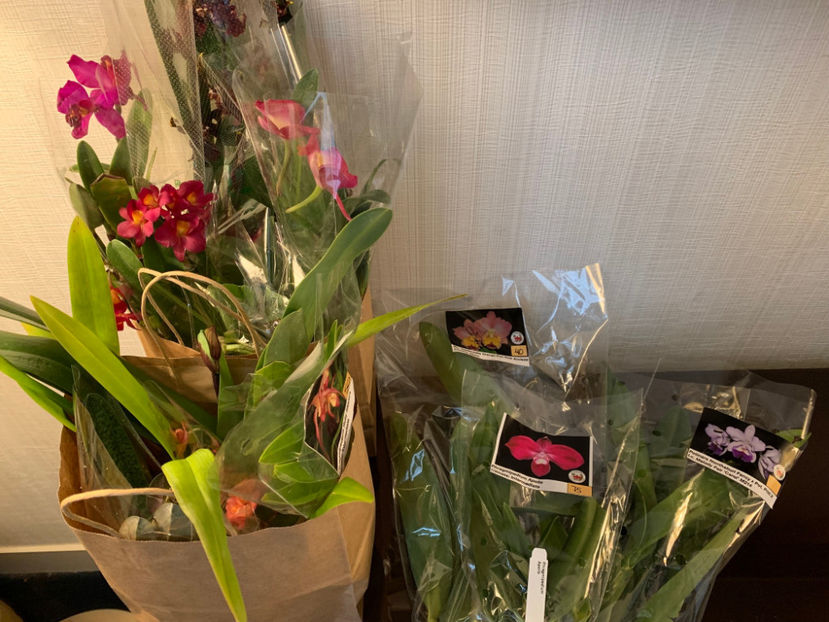  - Vancouver Orchid Society Show and Sale