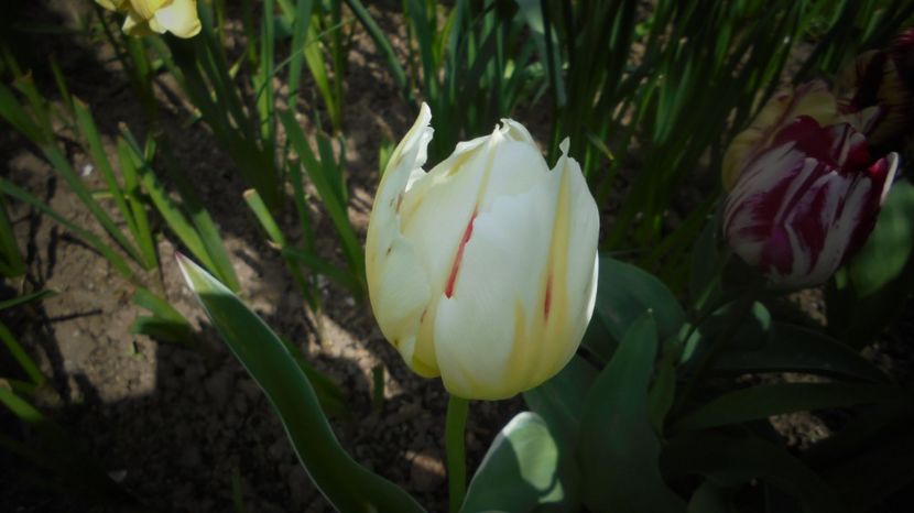  - Splendori in gradina