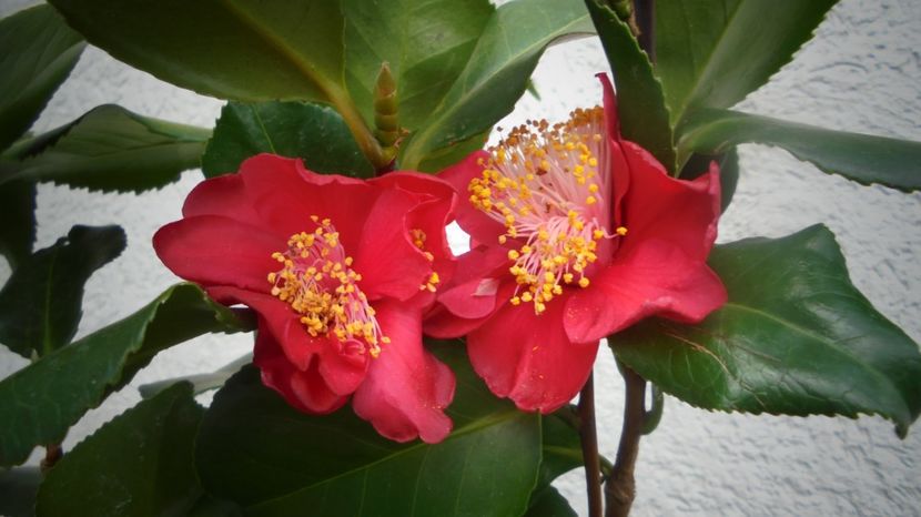 Camelia,ultimele flori... - Splendori in gradina