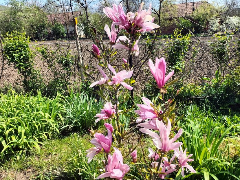 IMG20230428153114 - Primăvara 2023