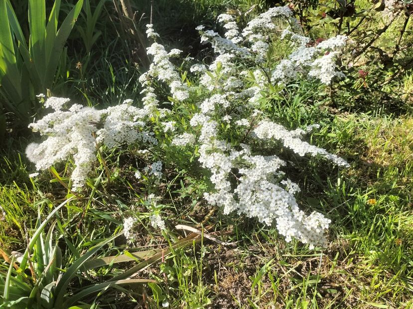 IMG20230428095206 - Primăvara 2023