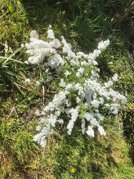 IMG20230428095203 - Primăvara 2023