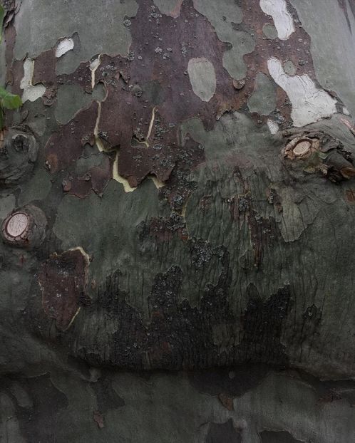 I think thiṥ tree lookṥ like an elephant, but Red and Aṥke won′t agree with me on thiṥ one - Collection of Tintypes