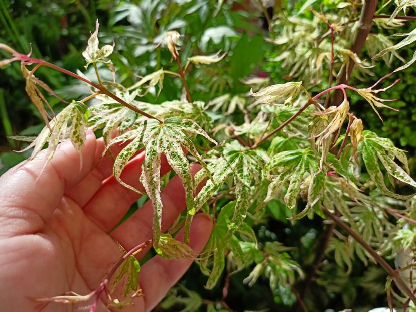 Ukigumo, 28.04.2023 - Arțari