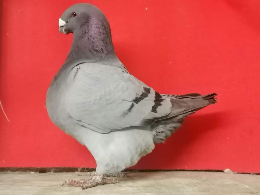 received_3322512274670120 - AGH pentru 2023