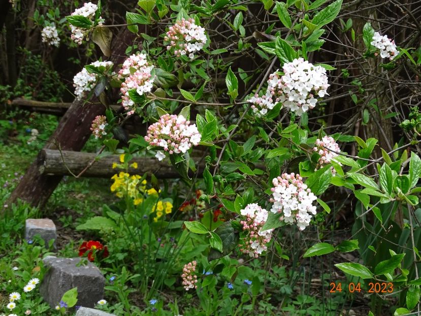  - Copacei si arbusti 2023