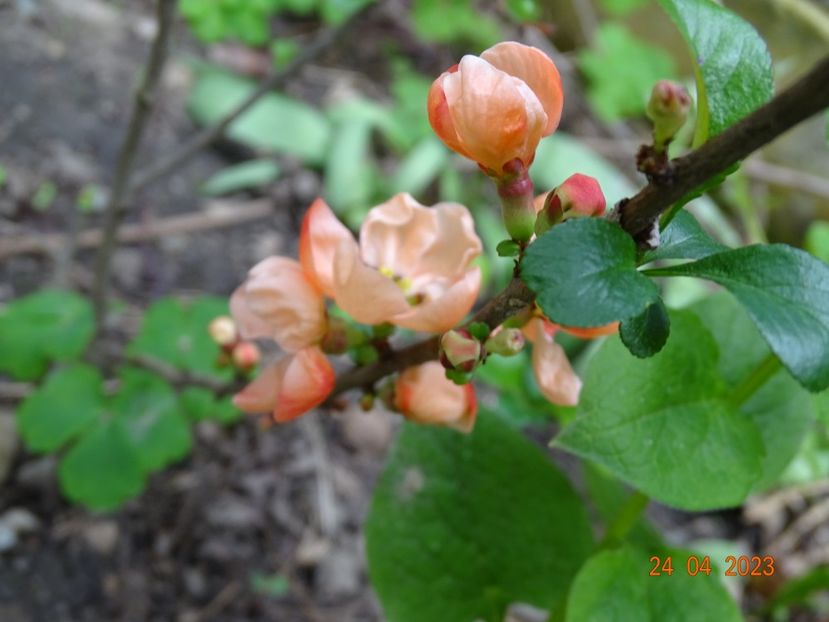  - Copacei si arbusti 2023