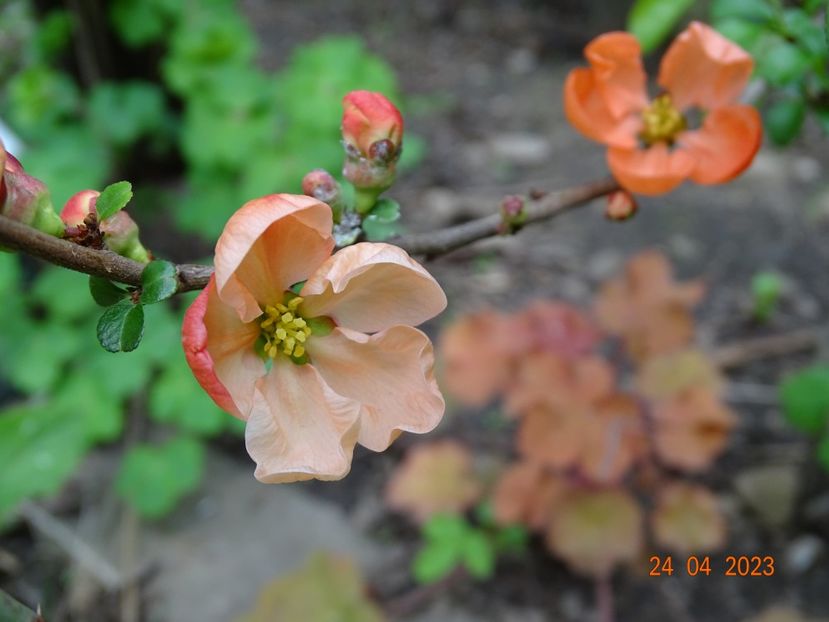  - Copacei si arbusti 2023