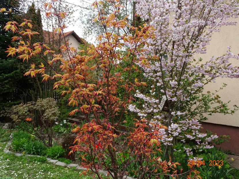  - Copacei si arbusti 2023