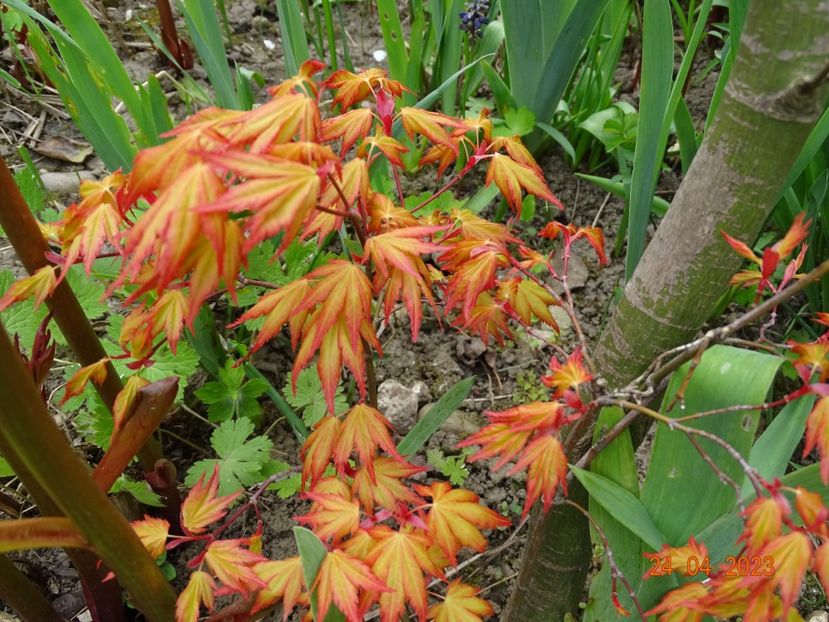  - Copacei si arbusti 2023