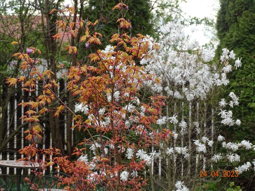  - Copacei si arbusti 2023