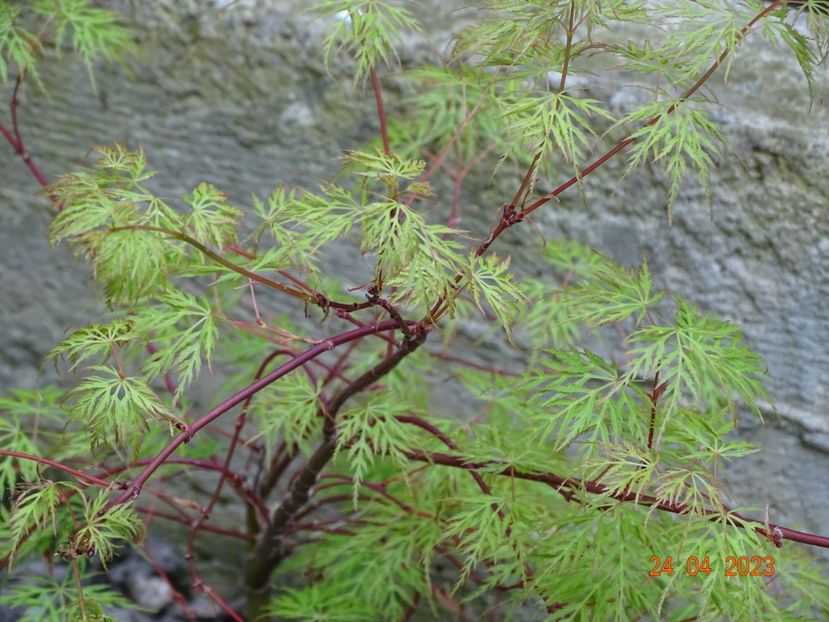  - Copacei si arbusti 2023