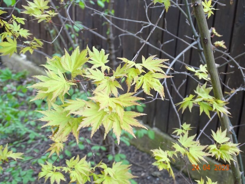  - Copacei si arbusti 2023