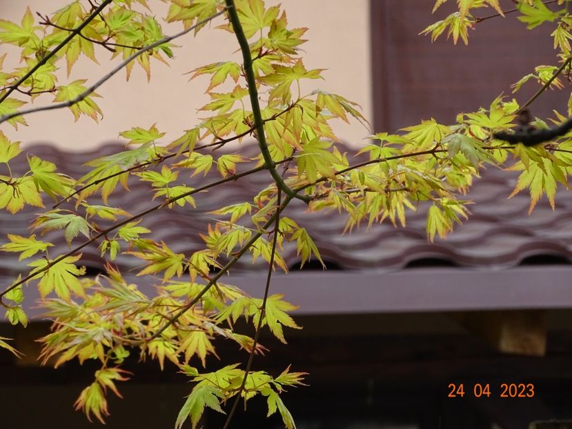  - Copacei si arbusti 2023