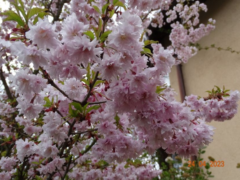  - Copacei si arbusti 2023