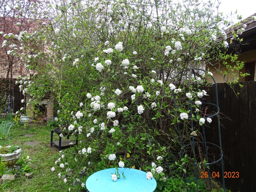  - Copacei si arbusti 2023