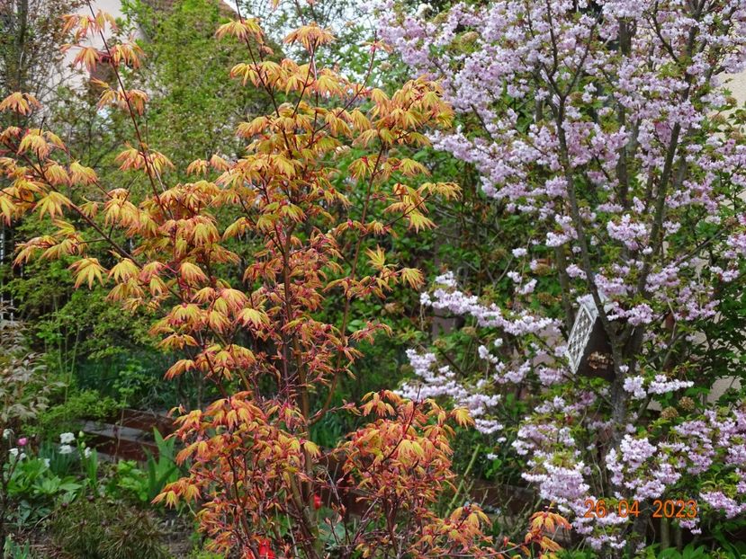  - Copacei si arbusti 2023