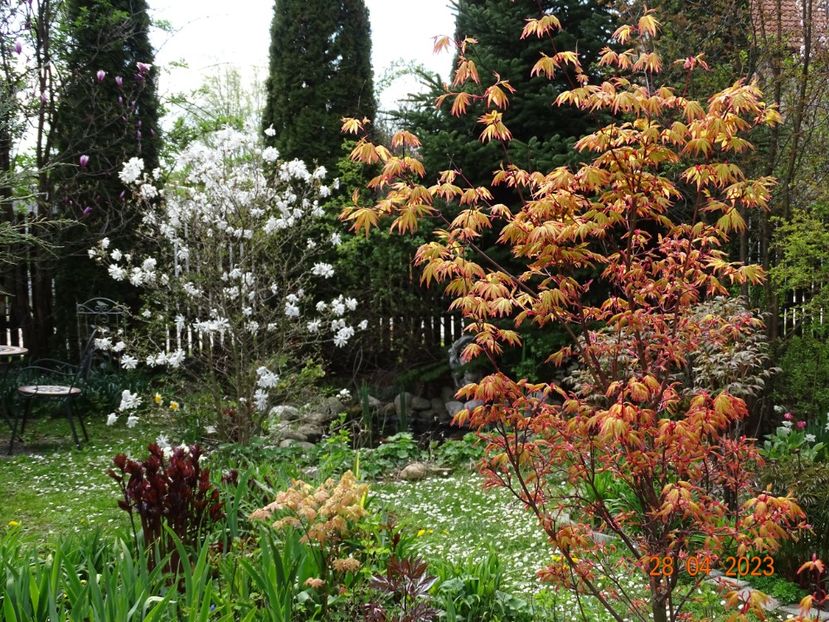  - Copacei si arbusti 2023