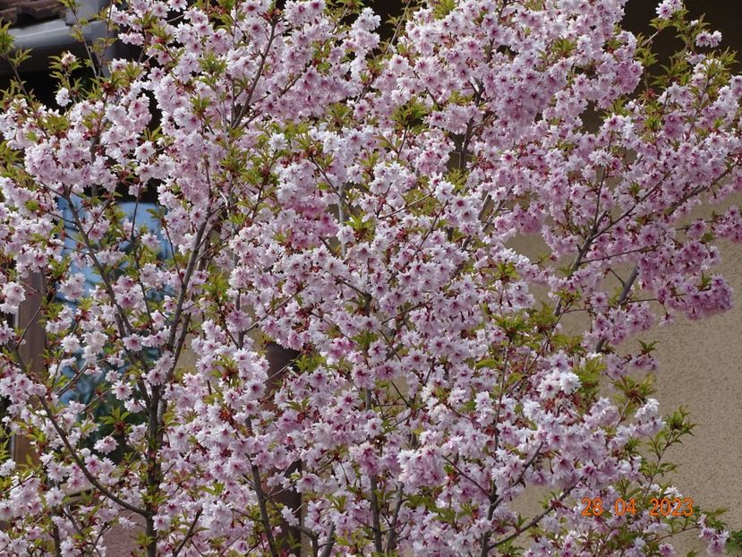  - Copacei si arbusti 2023