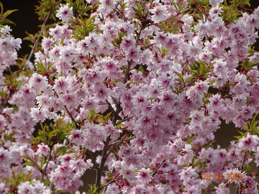  - Copacei si arbusti 2023