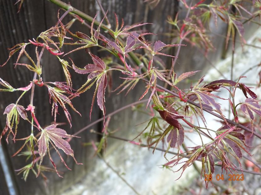  - Copacei si arbusti 2023